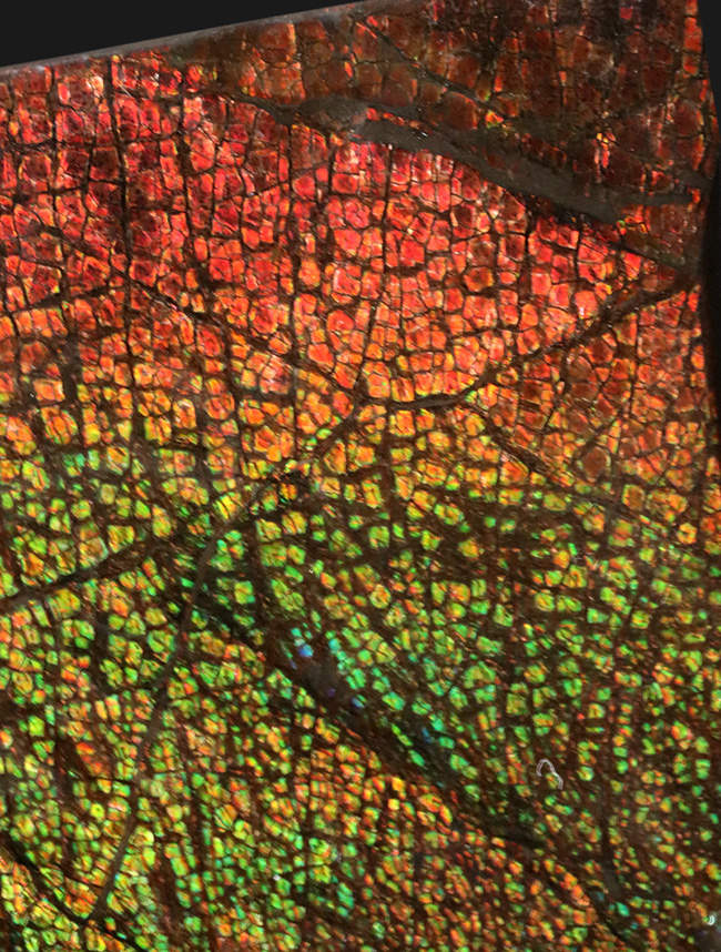 ドラゴンスキン!竜の鱗に例えられる美しい模様!カナダ産アンモライト(Ammolite)(その3)