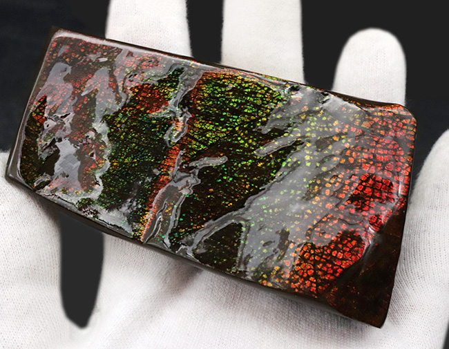 ドラゴンスキン!竜の鱗に例えられる美しい模様!カナダ産アンモライト(Ammolite)(その4)