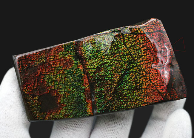 ドラゴンスキン!竜の鱗に例えられる美しい模様!カナダ産アンモライト(Ammolite)(その5)