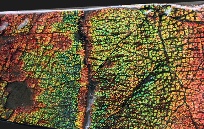 ドラゴンスキン!竜の鱗に例えられる美しい模様!カナダ産アンモライト(Ammolite)(その6)