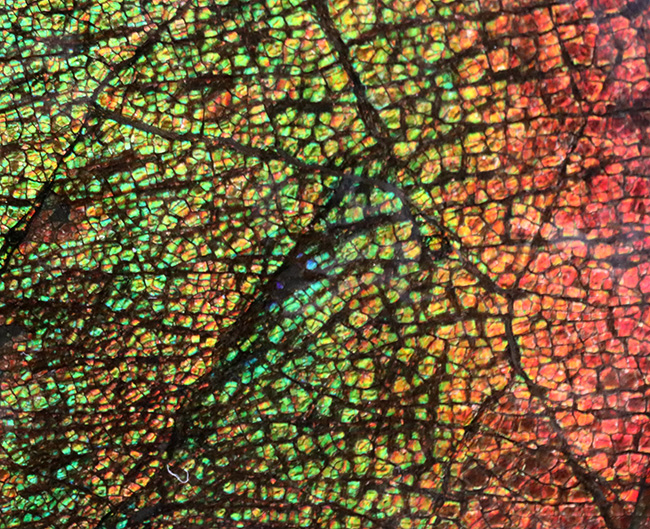 ドラゴンスキン!竜の鱗に例えられる美しい模様!カナダ産アンモライト(Ammolite)(その7)