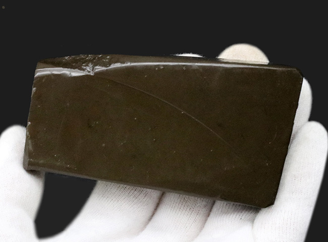 ドラゴンスキン!竜の鱗に例えられる美しい模様!カナダ産アンモライト(Ammolite)(その8)
