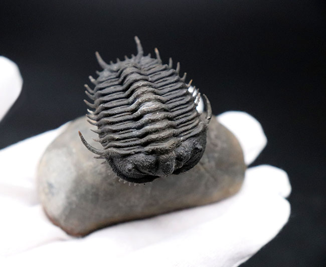 超希少種!ヘビーコレクター垂涎品!スーパー3Dクリーニングが施されたモロッコ産デボン紀の三葉虫、ゴンドワナスピス(Gondwanaspis sp.)(その10)