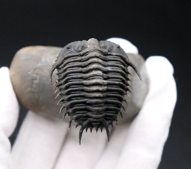 三葉虫 化石 Gondwanaspis 三葉虫 化石 Gondwanaspis