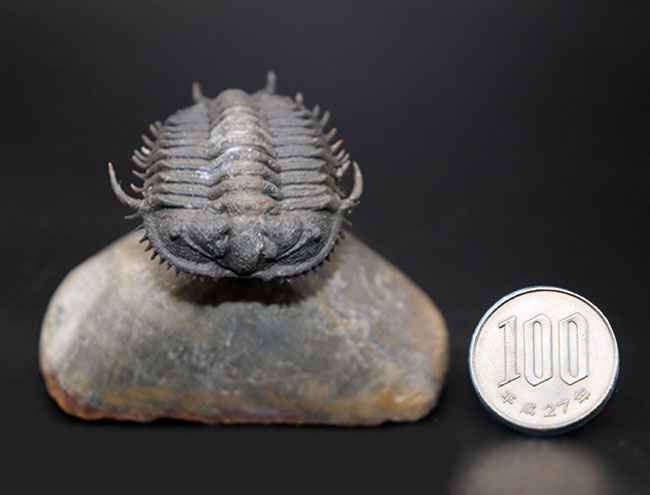 超希少種！ヘビーコレクター垂涎品！スーパー3Dクリーニングが施され