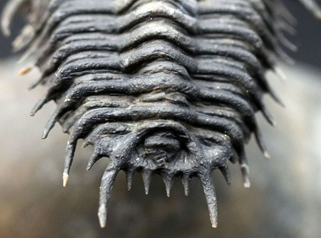 三葉虫　化石　Gondwanaspis 三葉虫 化石 Gondwanaspis Gondwanaspis の展示中 || Museum of