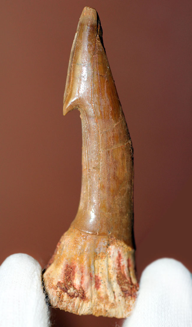 非常に状態の良い、古代の絶滅ノコギリエイ、オンコプリステス（Onchopristis sp）の歯化石。（その1）