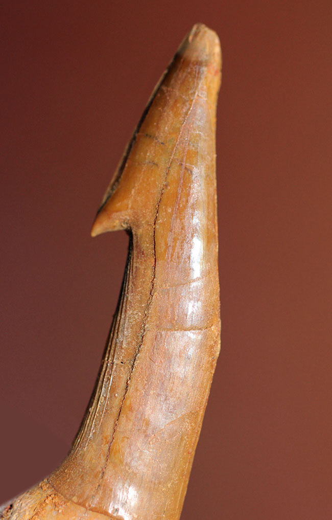 非常に状態の良い、古代の絶滅ノコギリエイ、オンコプリステス（Onchopristis sp）の歯化石。（その2）