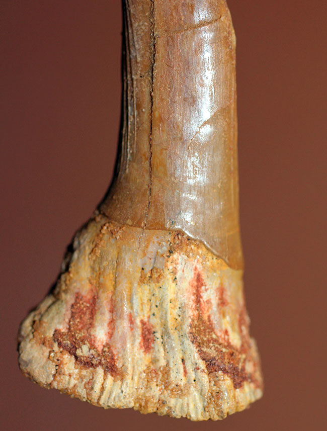 非常に状態の良い、古代の絶滅ノコギリエイ、オンコプリステス(Onchopristis sp)の歯化石。(その3)