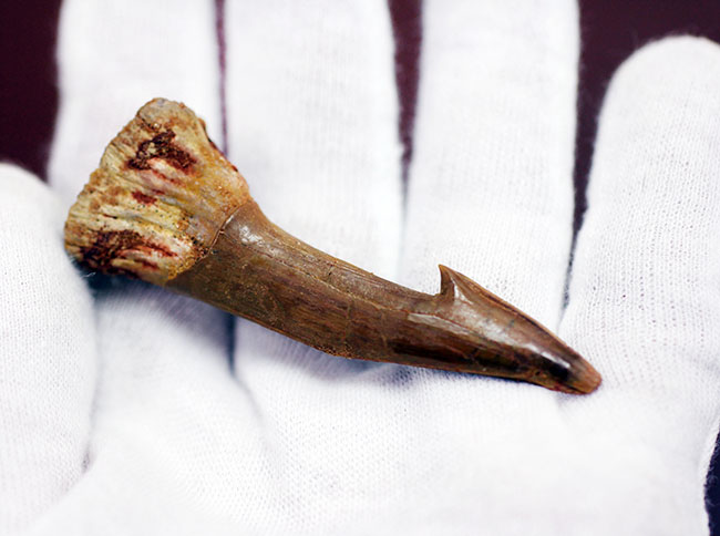 非常に状態の良い、古代の絶滅ノコギリエイ、オンコプリステス（Onchopristis sp）の歯化石。（その4）