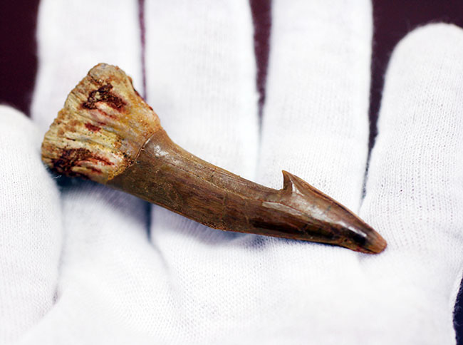 非常に状態の良い、古代の絶滅ノコギリエイ、オンコプリステス(Onchopristis sp)の歯化石。(その4)