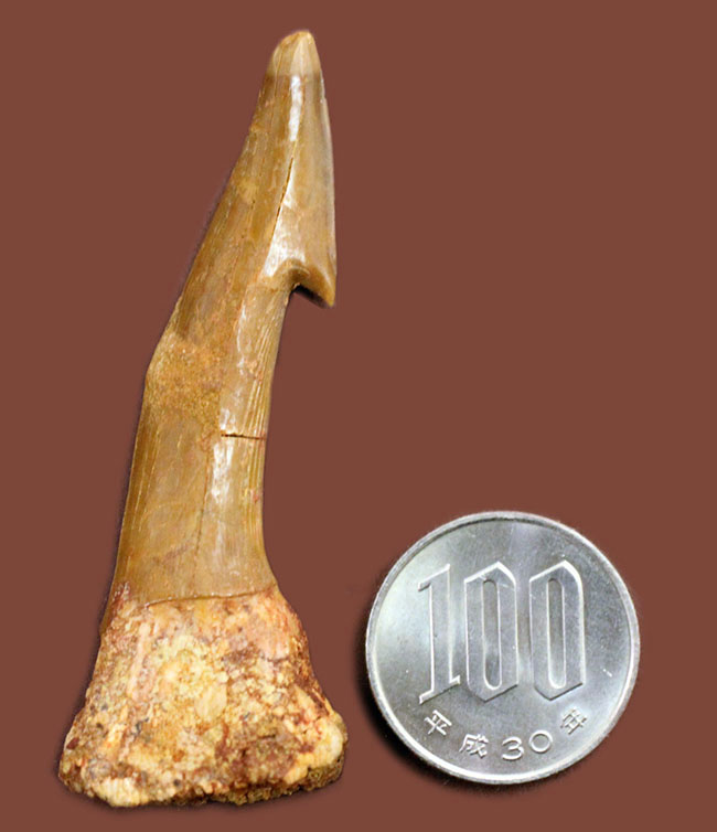 非常に状態の良い、古代の絶滅ノコギリエイ、オンコプリステス（Onchopristis sp）の歯化石。（その7）