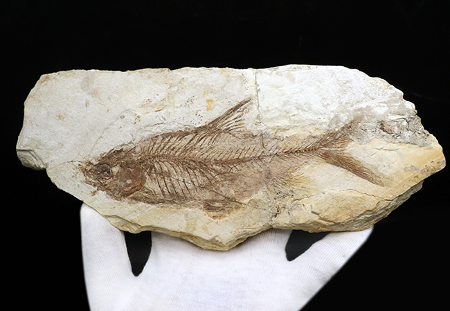 レア、半世紀（５０年）以上前のオールドコレクション標本！長崎県壱岐産古代魚、カルター（Culter sp.）の全身化石（その7）
