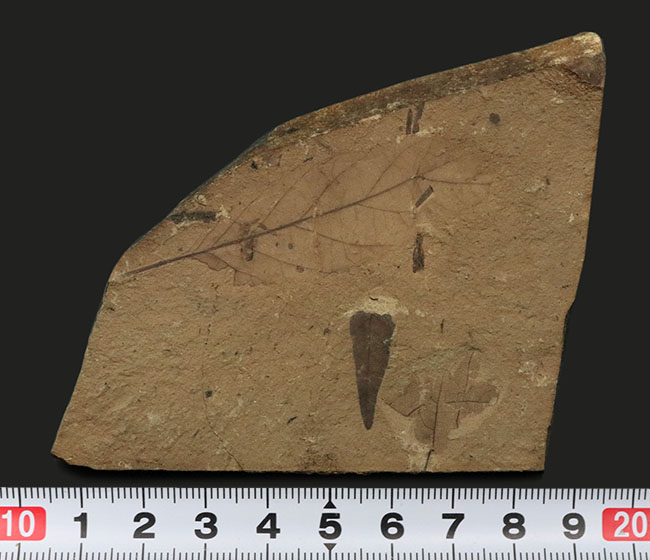 米国ワイオミング州グリーンリバー層で採集、およそ４８００万年前の木の葉（複数種）の化石（その10）