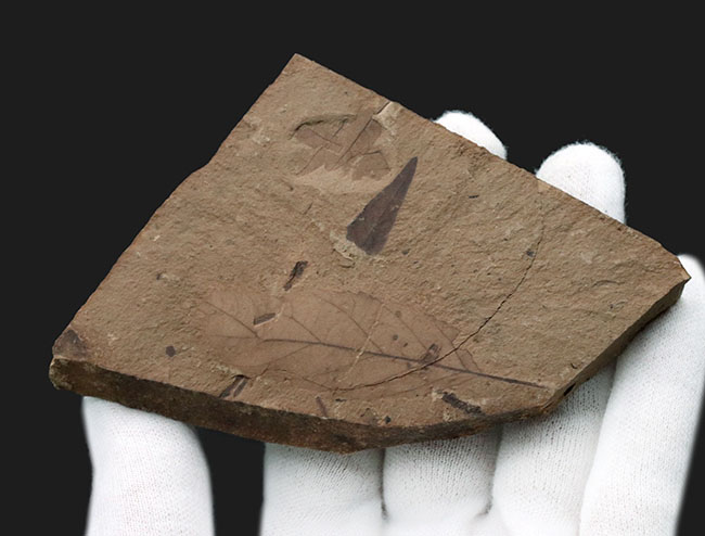 米国ワイオミング州グリーンリバー層で採集、およそ４８００万年前の木の葉（複数種）の化石（その2）