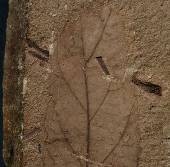 米国ワイオミング州グリーンリバー層で採集、およそ４８００万年前の木の葉（複数種）の化石（その4）