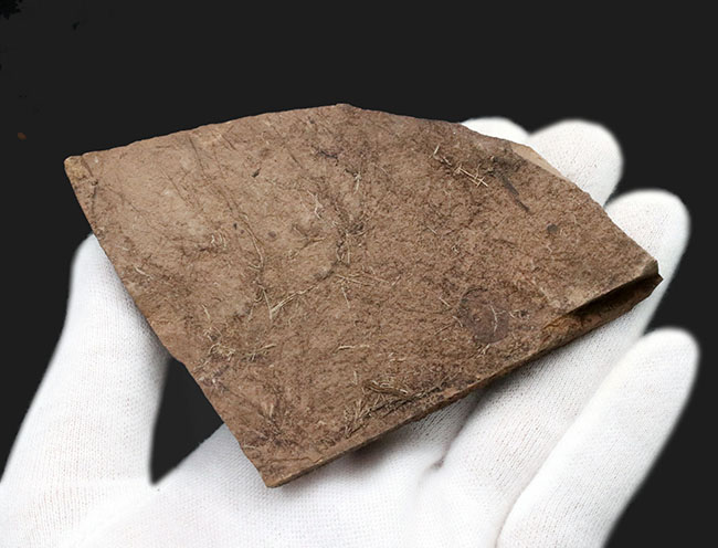 米国ワイオミング州グリーンリバー層で採集、およそ４８００万年前の木の葉（複数種）の化石（その9）