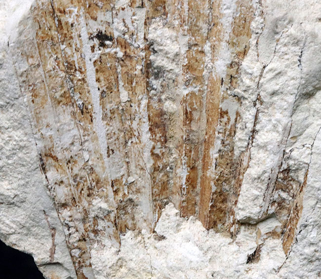 56年前に発見標本!「白川の化石」こと神戸層群植物化石、シュロ(ヤシ)の葉化石(その2)