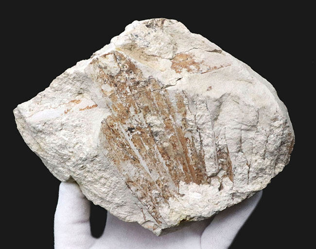 ５６年前に発見標本！「白川の化石」こと神戸層群植物化石、シュロ（ヤシ）の葉化石（その3）
