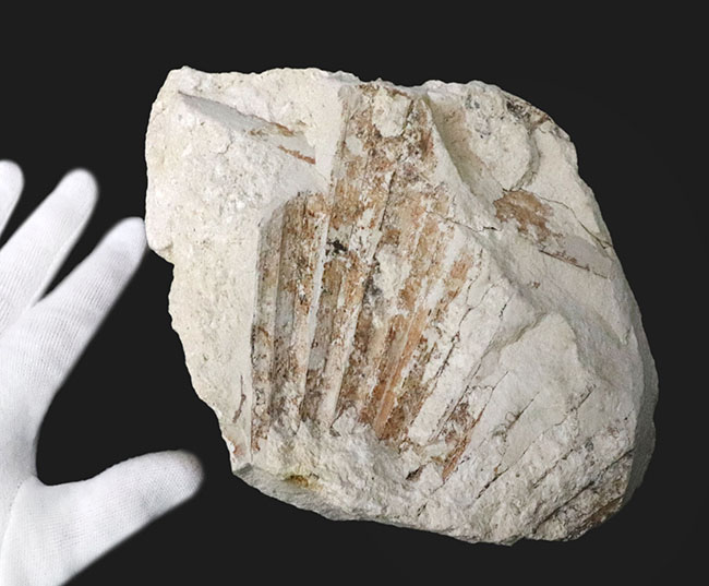 ５６年前に発見標本！「白川の化石」こと神戸層群植物化石、シュロ（ヤシ）の葉化石（その4）