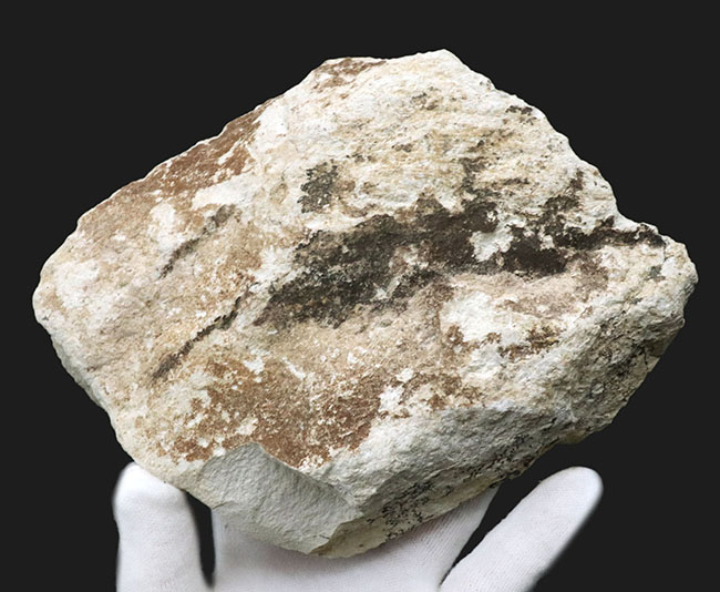 ５６年前に発見標本！「白川の化石」こと神戸層群植物化石、シュロ（ヤシ）の葉化石（その5）