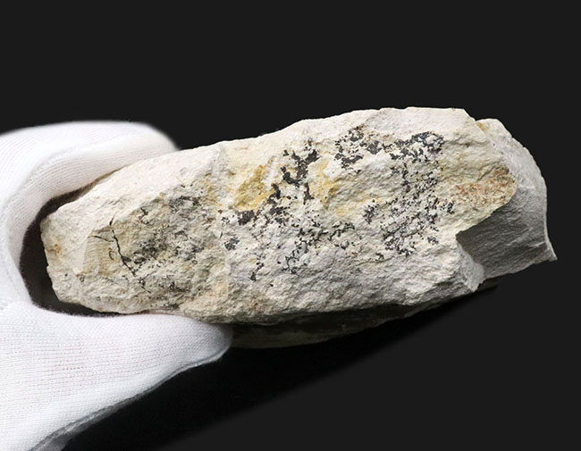 ５６年前に発見標本！「白川の化石」こと神戸層群植物化石、シュロ（ヤシ）の葉化石（その6）