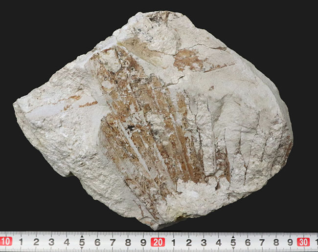５６年前に発見標本！「白川の化石」こと神戸層群植物化石、シュロ（ヤシ）の葉化石（その8）