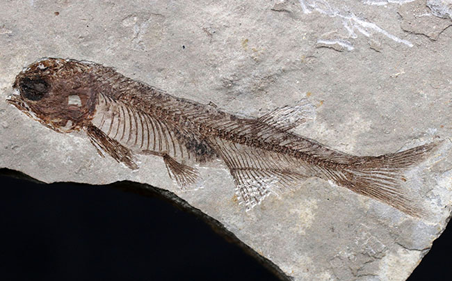 極めて保存状態の良い魚化石、中国産淡水古代魚、リコプテラ(Lycoptera)の化石(その1)