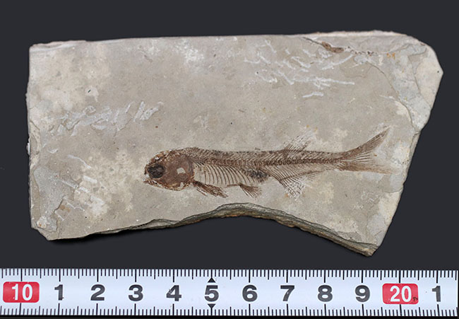極めて保存状態の良い魚化石、中国産淡水古代魚、リコプテラ(Lycoptera)の化石(その10)