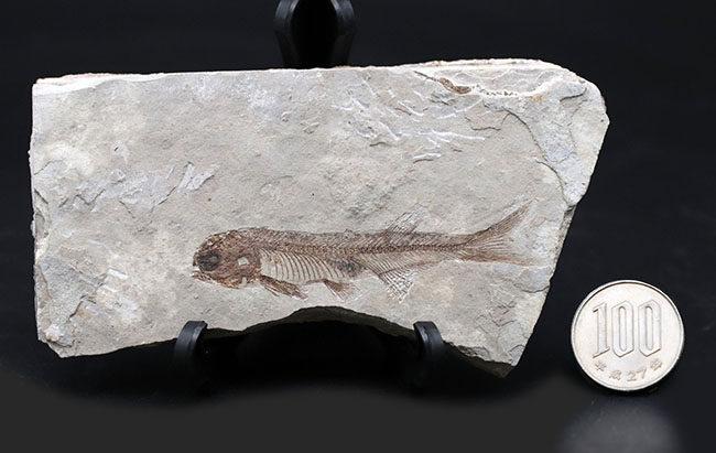 極めて保存状態の良い魚化石、中国産淡水古代魚、リコプテラ(Lycoptera)の化石(その11)