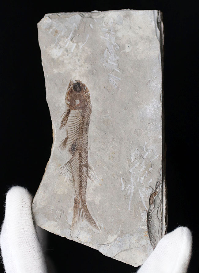 極めて保存状態の良い魚化石、中国産淡水古代魚、リコプテラ（Lycoptera）の化石（その2）