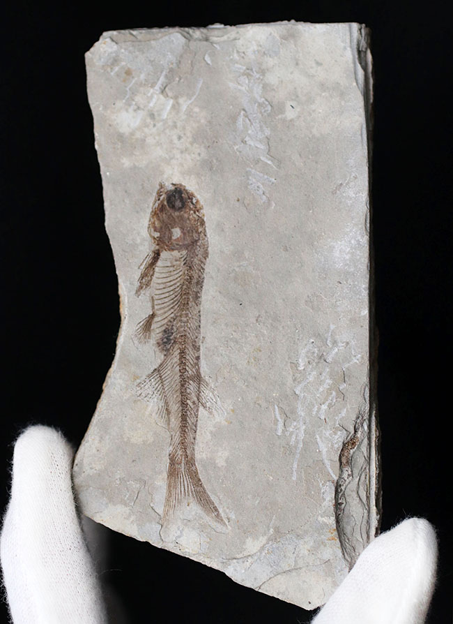 極めて保存状態の良い魚化石、中国産淡水古代魚、リコプテラ(Lycoptera)の化石(その2)