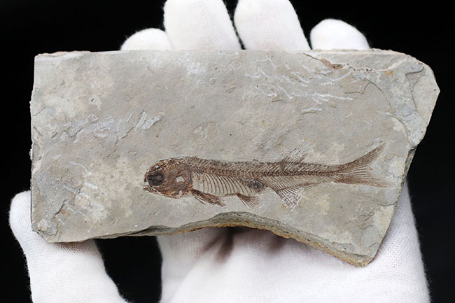極めて保存状態の良い魚化石、中国産淡水古代魚、リコプテラ（Lycoptera）の化石（その3）