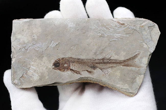 極めて保存状態の良い魚化石、中国産淡水古代魚、リコプテラ(Lycoptera)の化石(その3)
