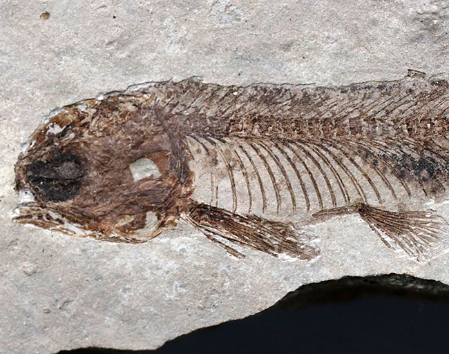 極めて保存状態の良い魚化石、中国産淡水古代魚、リコプテラ(Lycoptera)の化石(その4)