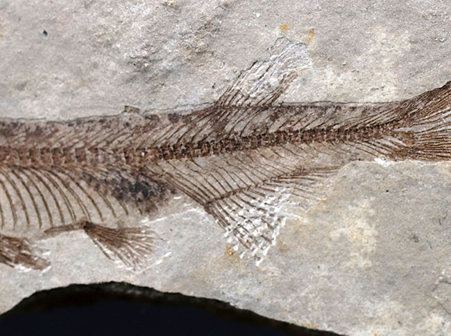 極めて保存状態の良い魚化石、中国産淡水古代魚、リコプテラ（Lycoptera）の化石（その5）