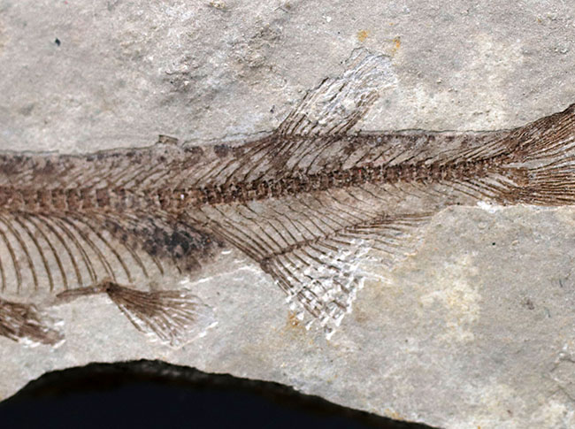 極めて保存状態の良い魚化石、中国産淡水古代魚、リコプテラ(Lycoptera)の化石(その5)
