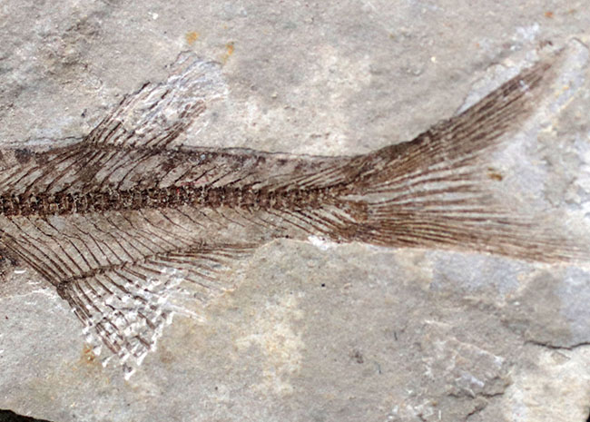 極めて保存状態の良い魚化石、中国産淡水古代魚、リコプテラ（Lycoptera）の化石（その6）