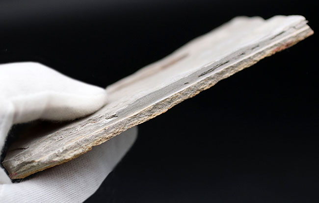 極めて保存状態の良い魚化石、中国産淡水古代魚、リコプテラ(Lycoptera)の化石(その8)