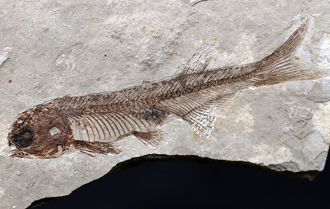極めて保存状態の良い魚化石、中国産淡水古代魚、リコプテラ（Lycoptera）の化石（その9）