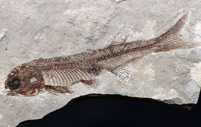 極めて保存状態の良い魚化石、中国産淡水古代魚、リコプテラ(Lycoptera)の化石(その9)