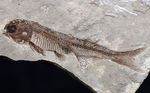極めて保存状態の良い魚化石、中国産淡水古代魚、リコプテラ（Lycoptera）の化石