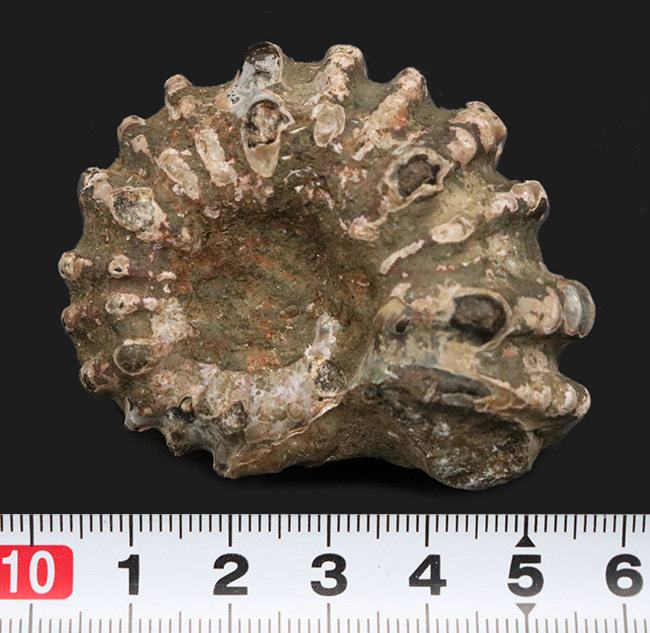 マダガスカルの白亜紀の地層から発見された、トゲトゲのアンモナイト、ドゥヴィレイセラス(Douvilleiceras)の化石(その7)
