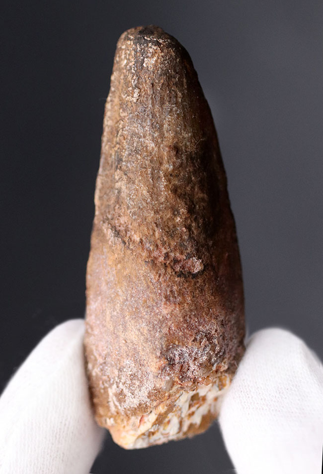 ファーストコレクションにいかがでしょうか?肉食恐竜、スピノサウルス(Spinosaurus)の歯化石(その2)