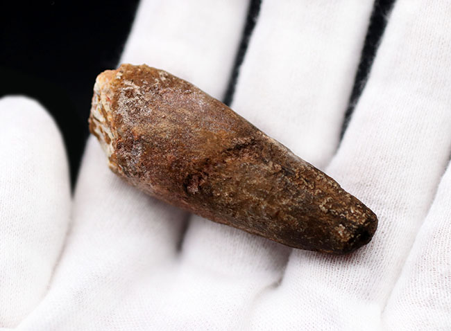 ファーストコレクションにいかがでしょうか?肉食恐竜、スピノサウルス(Spinosaurus)の歯化石(その3)