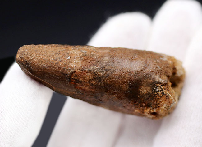 ファーストコレクションにいかがでしょうか?肉食恐竜、スピノサウルス(Spinosaurus)の歯化石(その4)