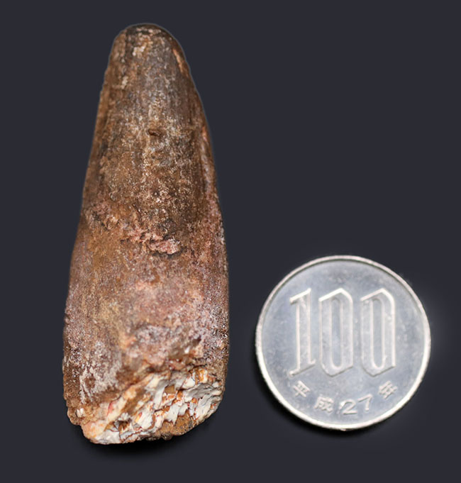 ファーストコレクションにいかがでしょうか?肉食恐竜、スピノサウルス(Spinosaurus)の歯化石(その7)