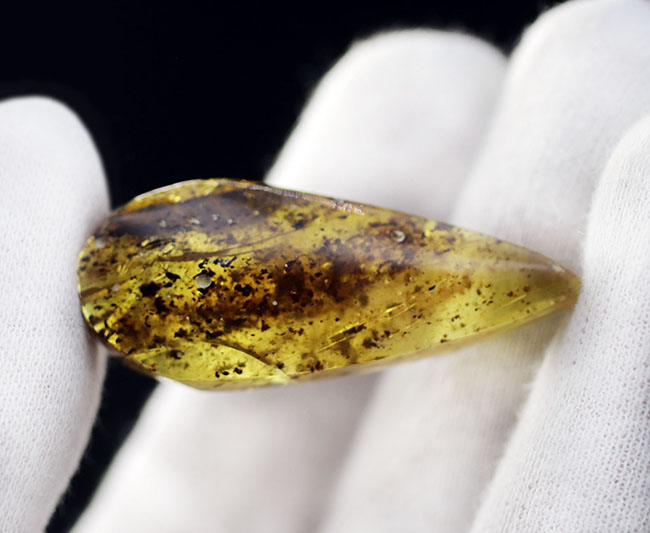 およそ４０００万年前の植物片を内包した琥珀（Amber）。世界最大の琥珀産地、バルト海産（その2）