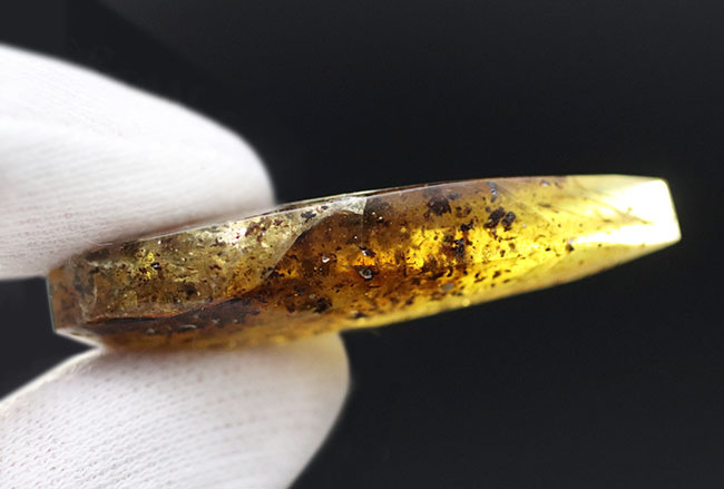 およそ４０００万年前の植物片を内包した琥珀（Amber）。世界最大の琥珀産地、バルト海産（その3）