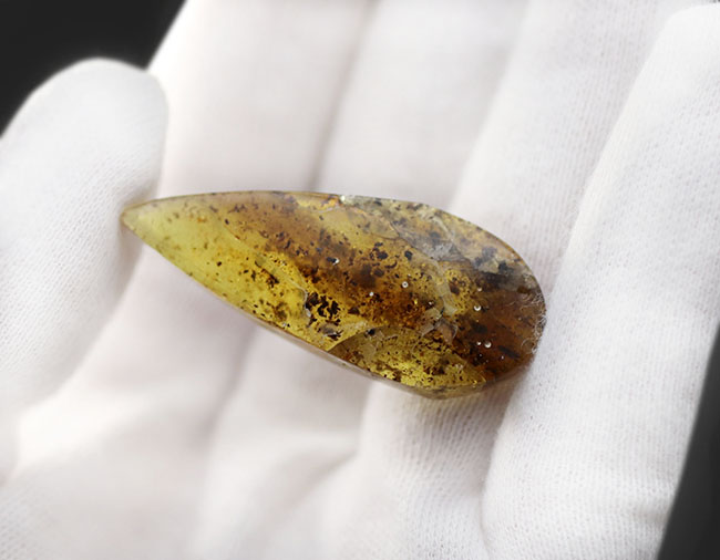 およそ４０００万年前の植物片を内包した琥珀（Amber）。世界最大の琥珀産地、バルト海産（その4）